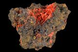 Bright Orange Crocoite Crystal Cluster - Tasmania #127957-1